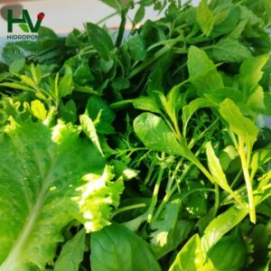 Hojas verdes frescas