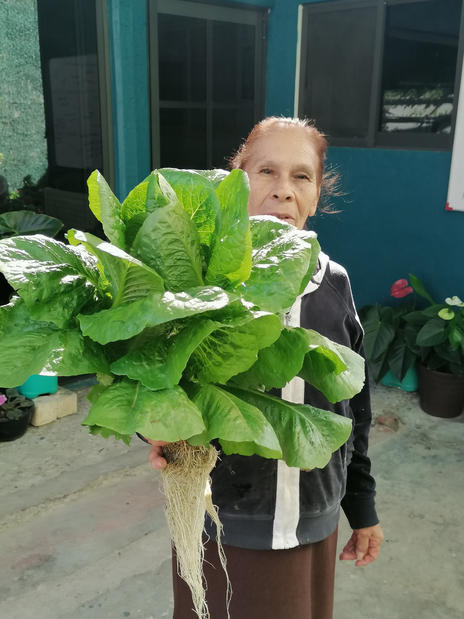 Hydroponics 1