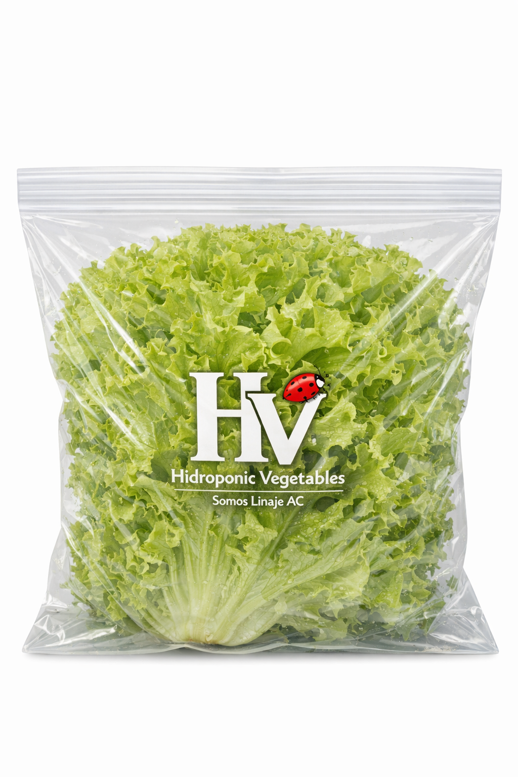 Lechugas hidropónicas premium